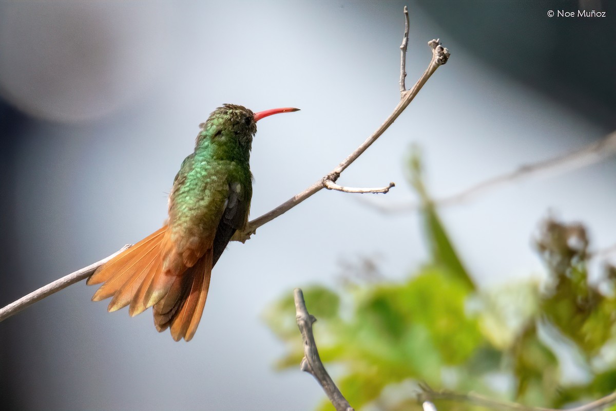 アカハシエメラルドハチドリ - ML645687041