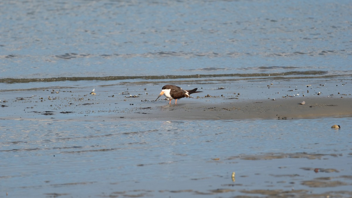 クロハサミアジサシ - ML645687042