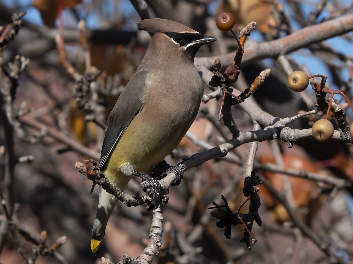 ヒメレンジャク - ML645687043