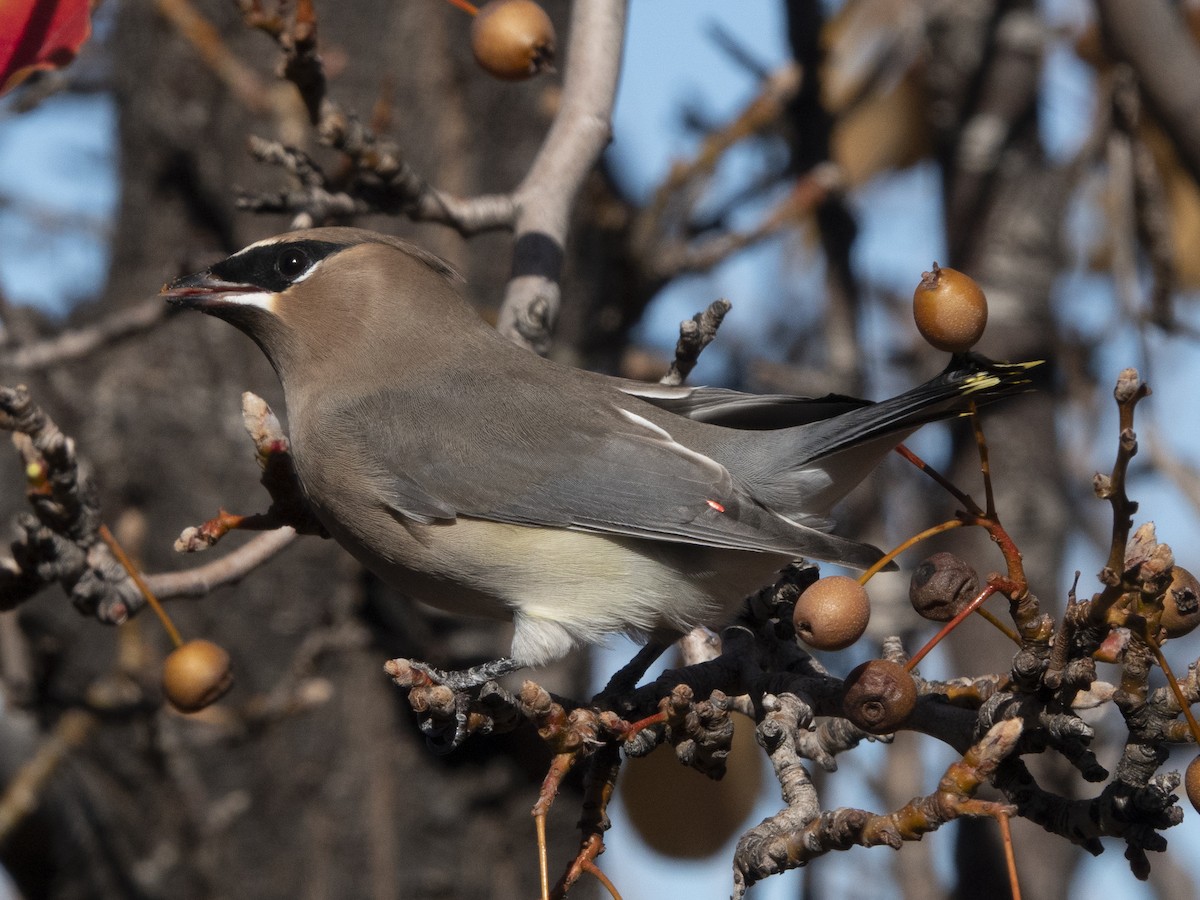 ヒメレンジャク - ML645687044