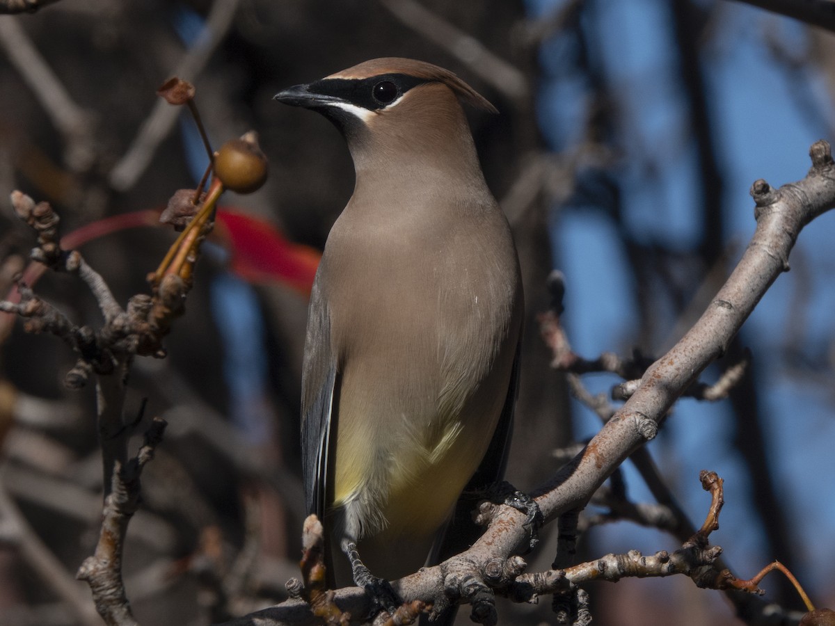 ヒメレンジャク - ML645687045