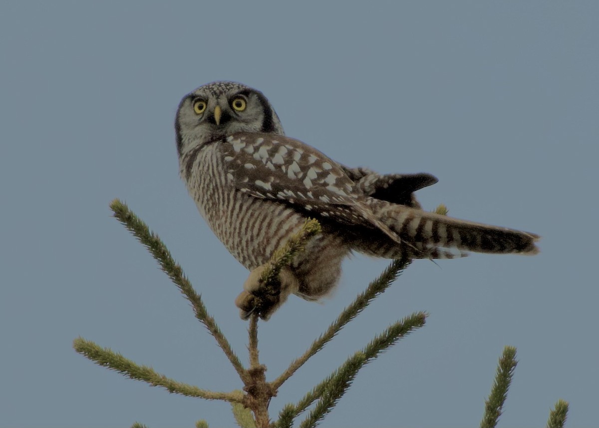 オナガフクロウ - ML645687047