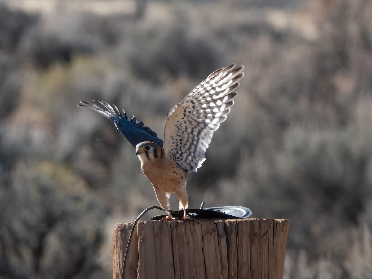 アメリカチョウゲンボウ - ML645687053