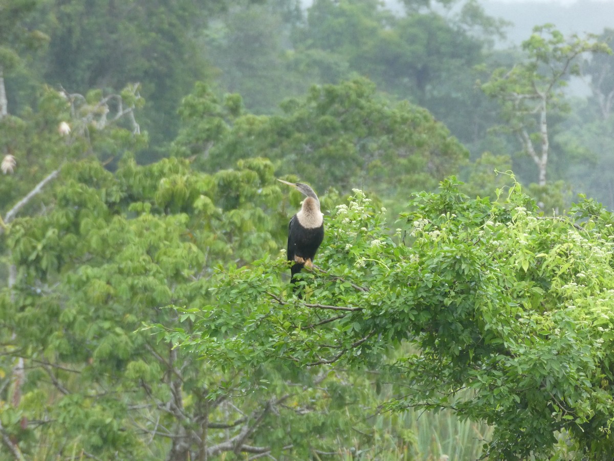 アメリカヘビウ - ML645687054