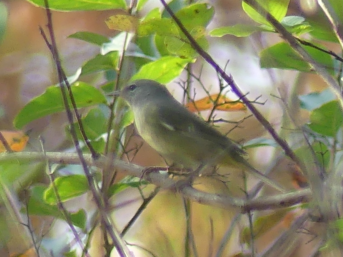 サメズアカアメリカムシクイ - ML645687055