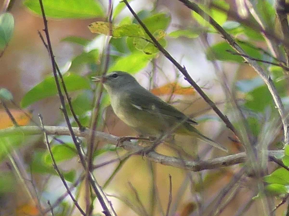 サメズアカアメリカムシクイ - ML645687056