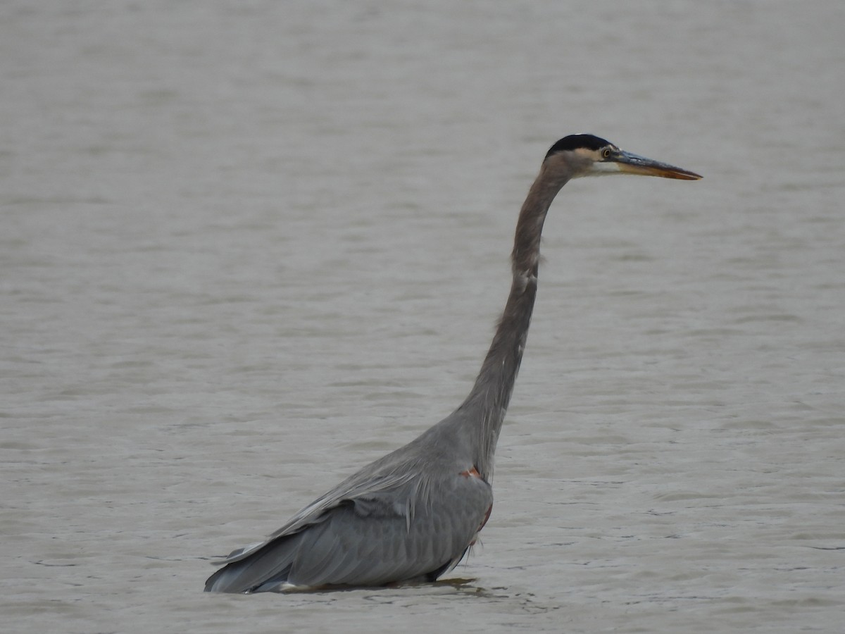 オオアオサギ - ML645687057