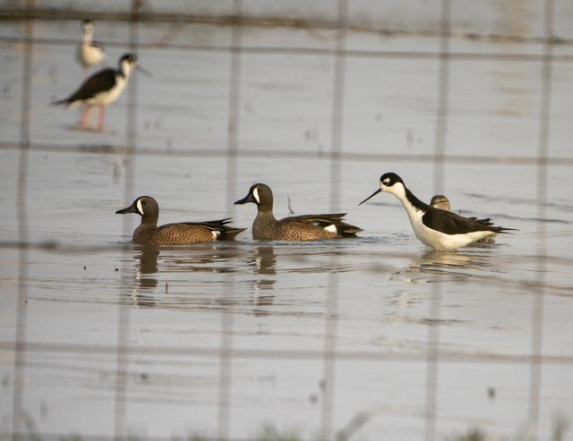 ミカヅキシマアジ - ML645687058