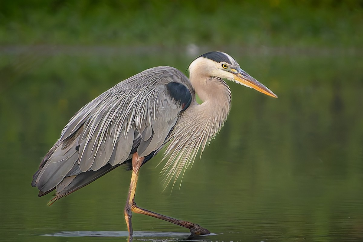 Great Blue Heron - ML645687072