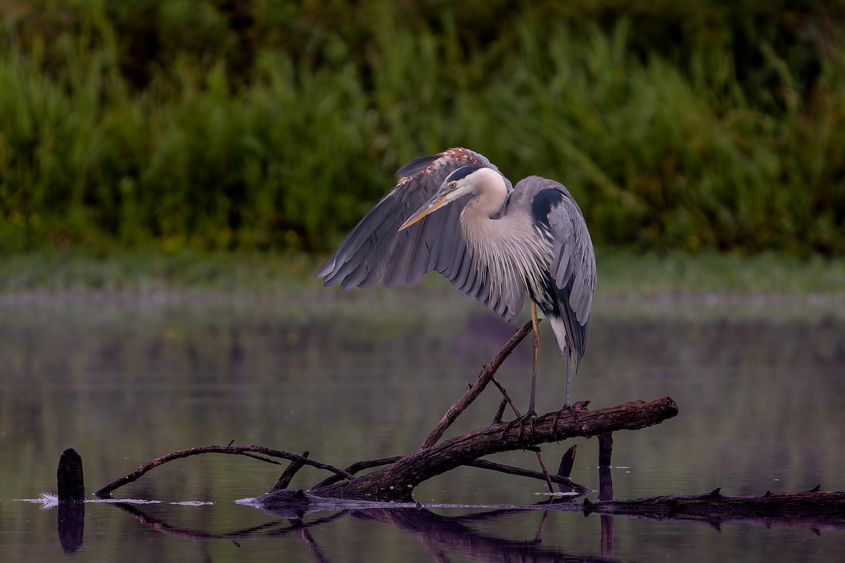 Great Blue Heron - ML645687073