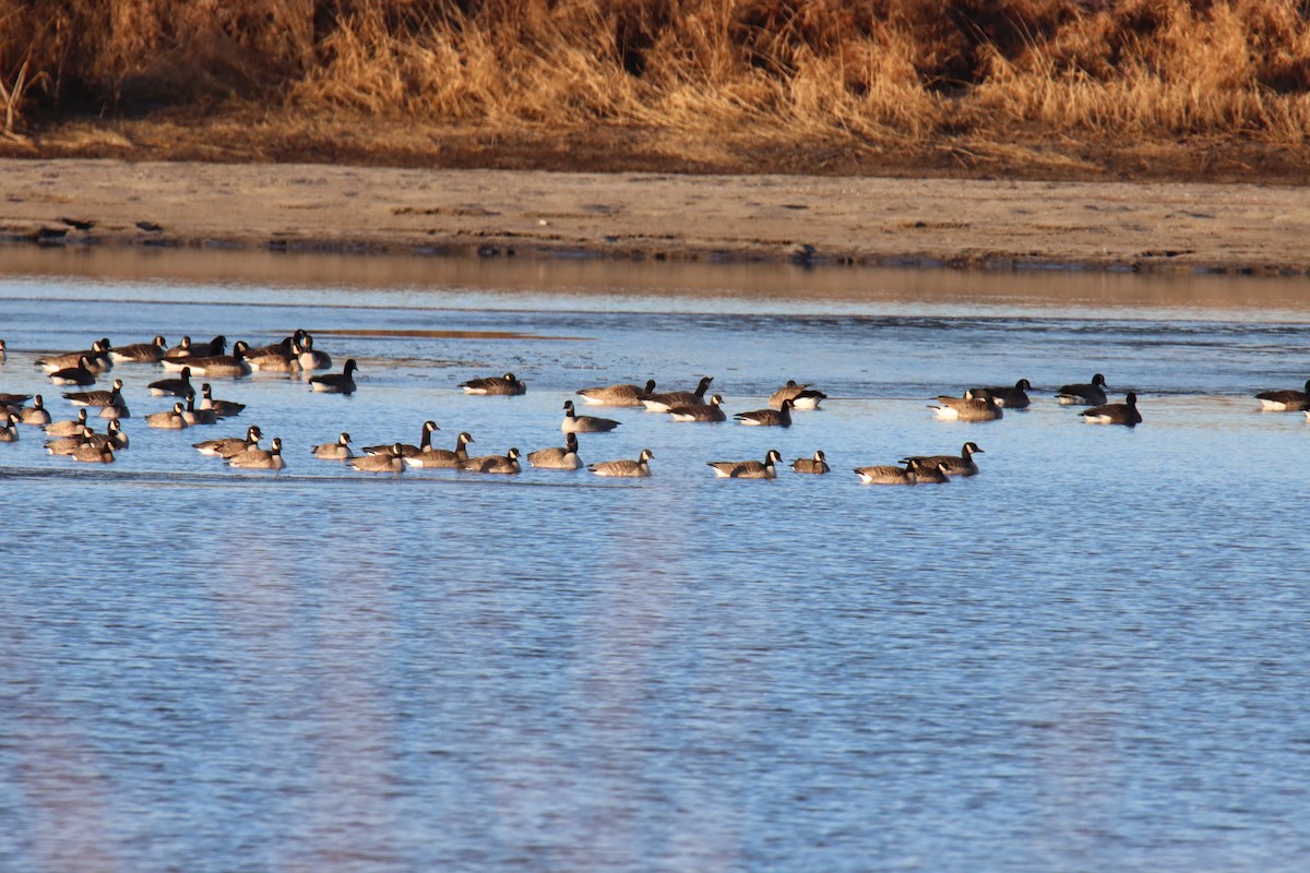 Cackling Goose - ML645687079