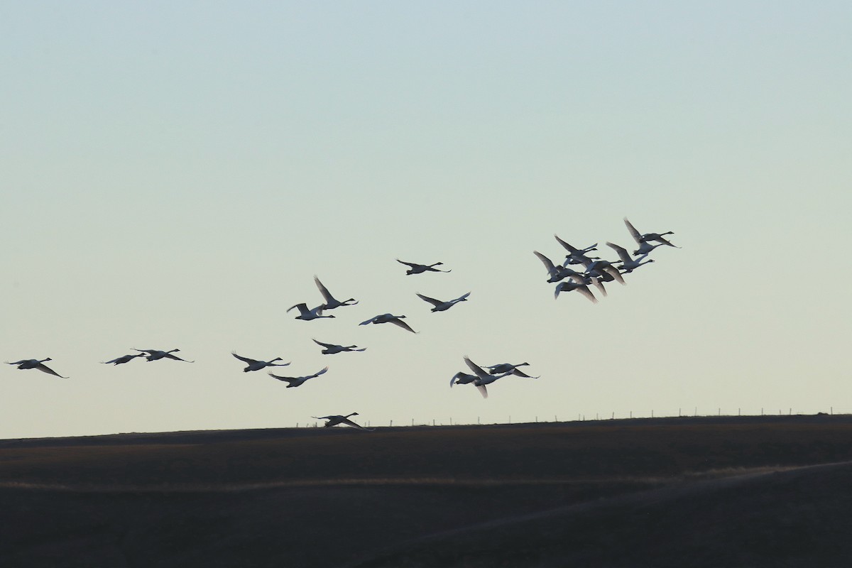 Tundra Swan - ML645687084