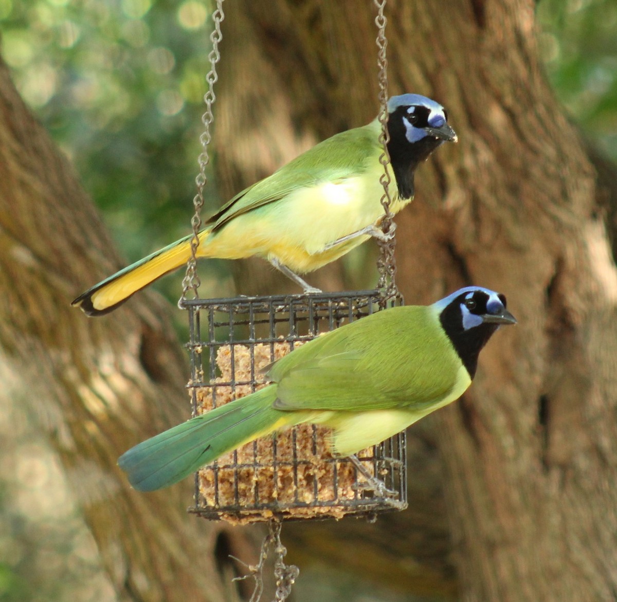 Inkablaurabe - ML645687086