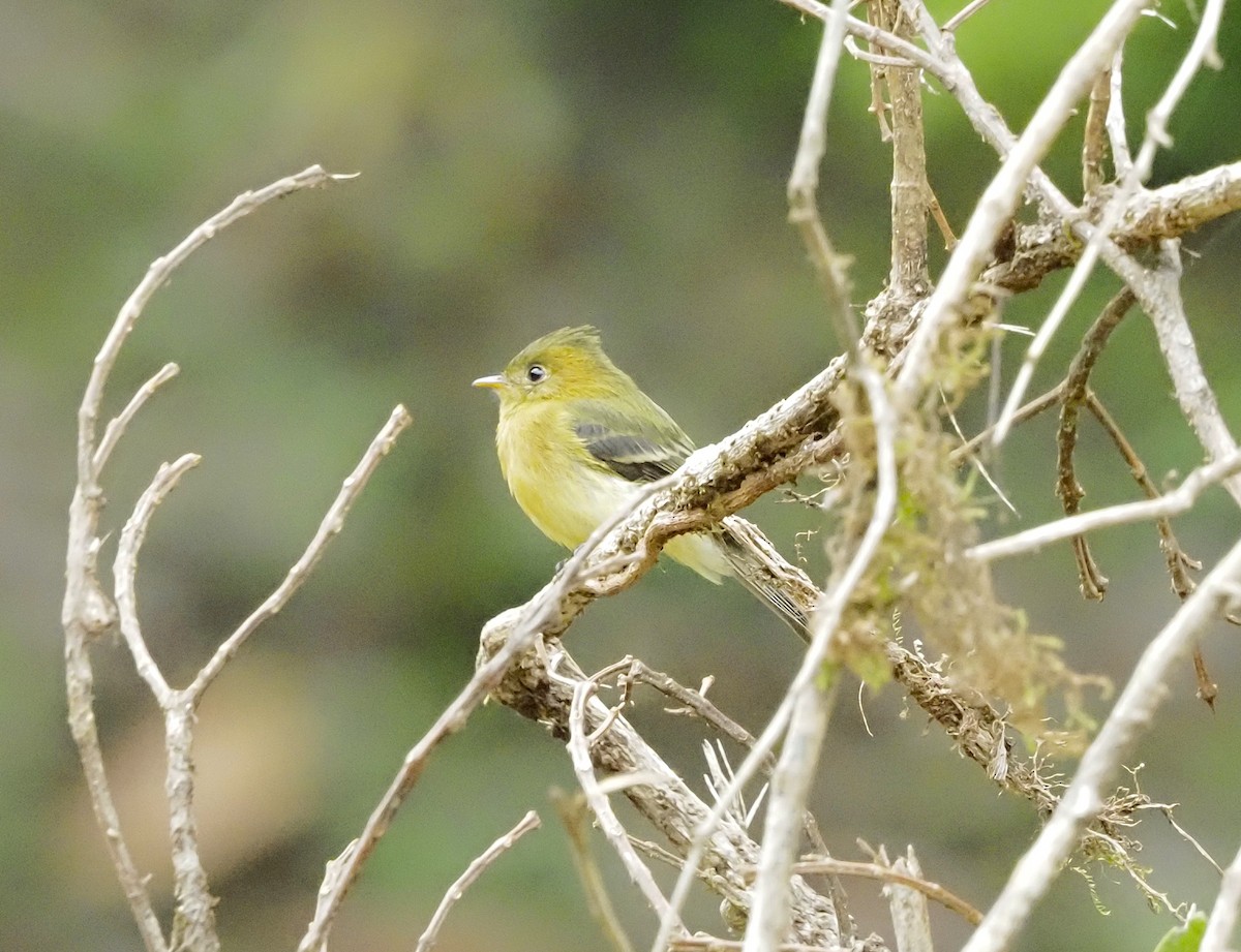 Tufted Flycatcher - ML645687087