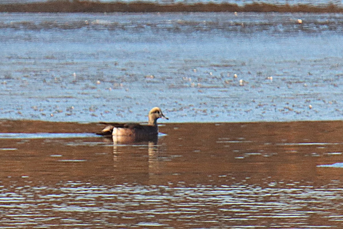 American Wigeon - ML645687089