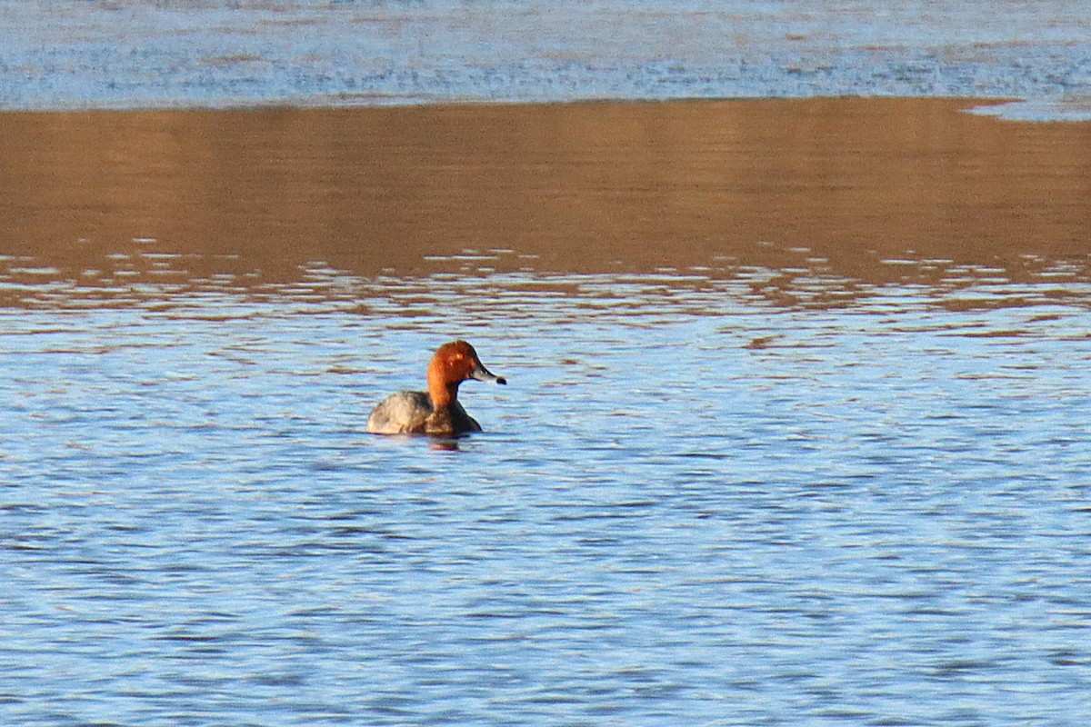 Redhead - ML645687096