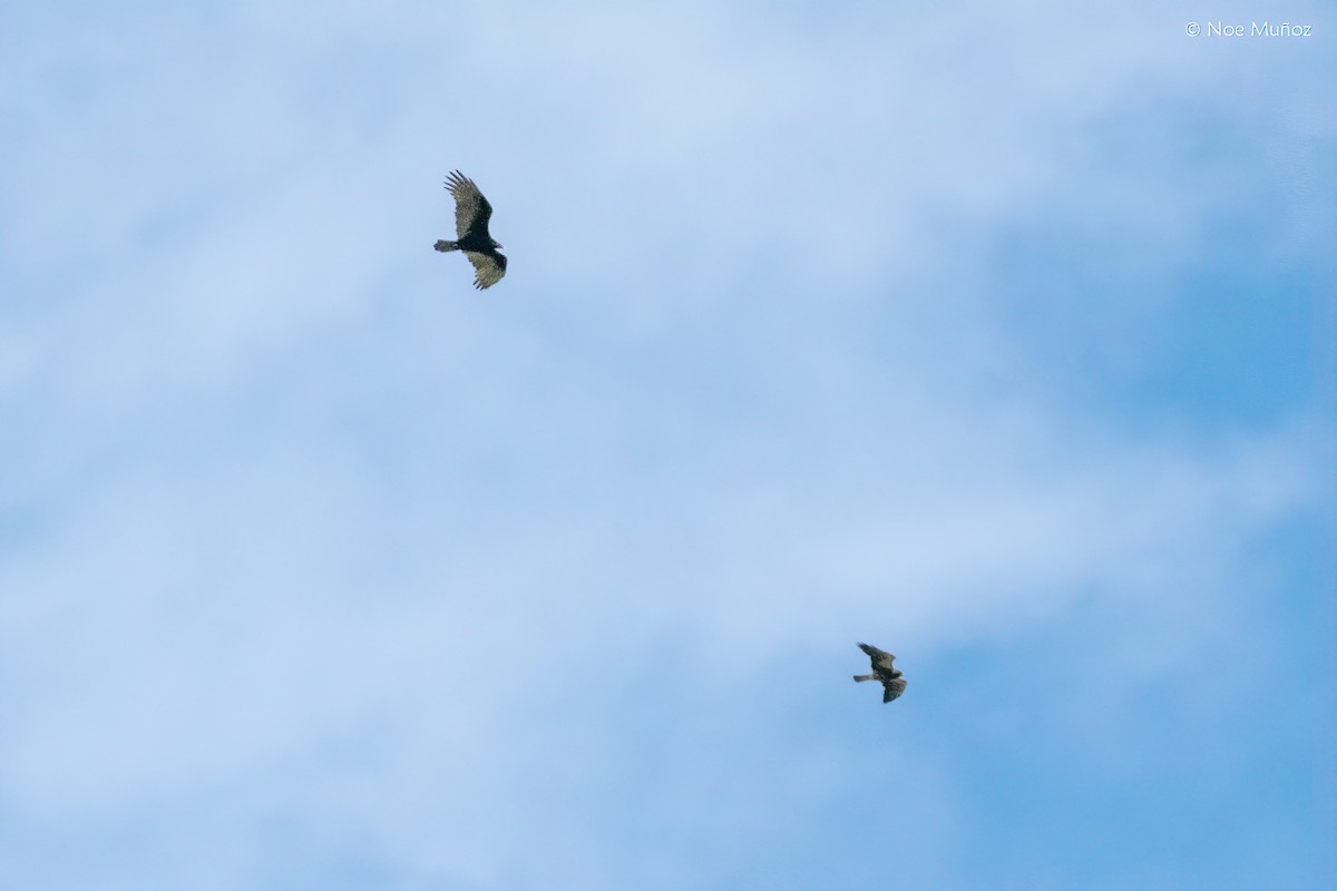 Turkey Vulture - ML645687100