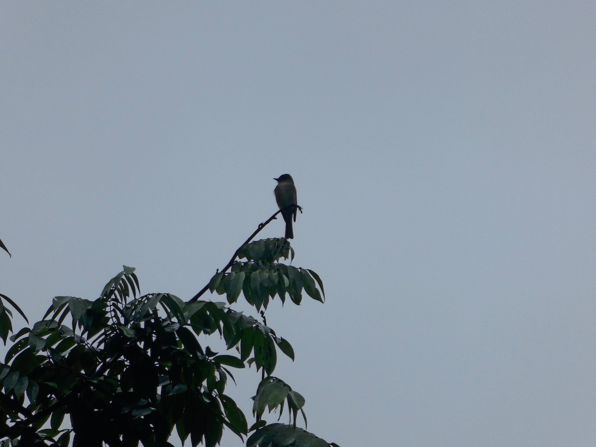 Northern Tropical Pewee - ML645687101