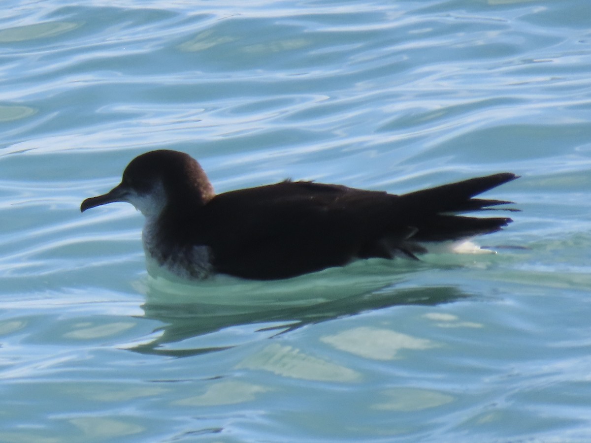 Puffin des Anglais - ML645687102