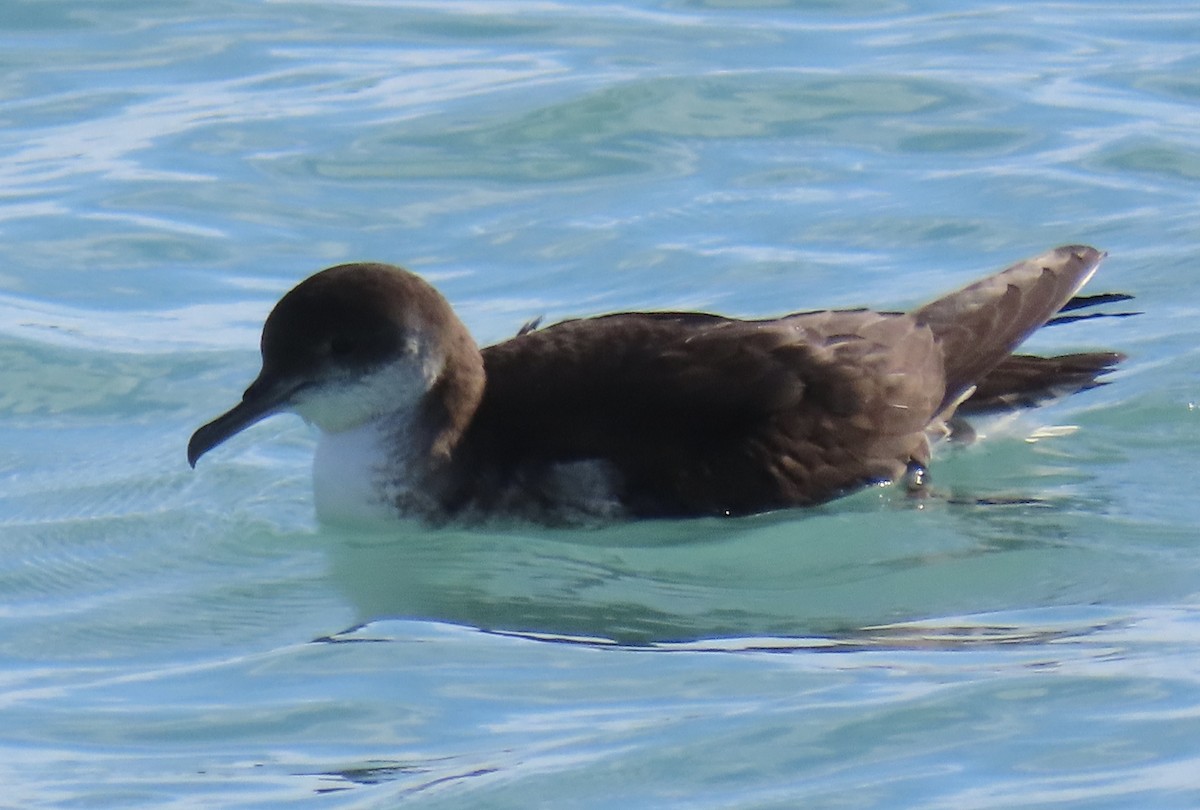 Puffin des Anglais - ML645687103