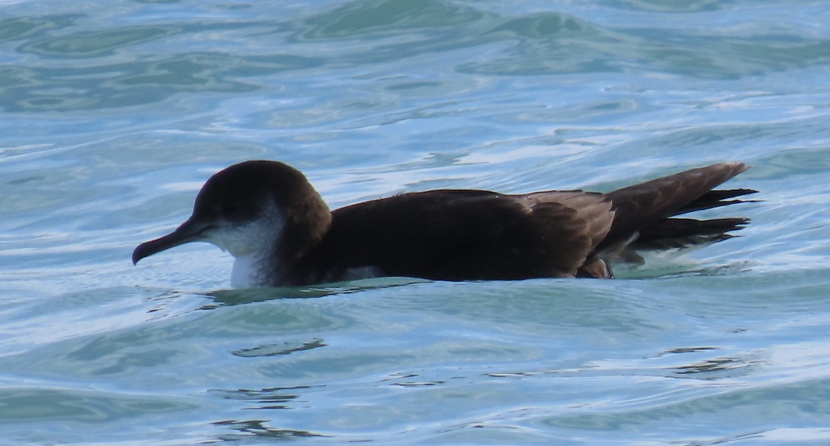 Puffin des Anglais - ML645687104