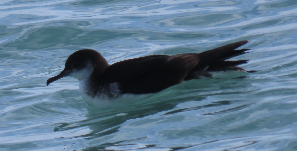 Puffin des Anglais - ML645687105