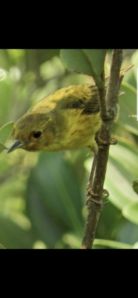 Mangrove Yellow Warbler - ML645687120