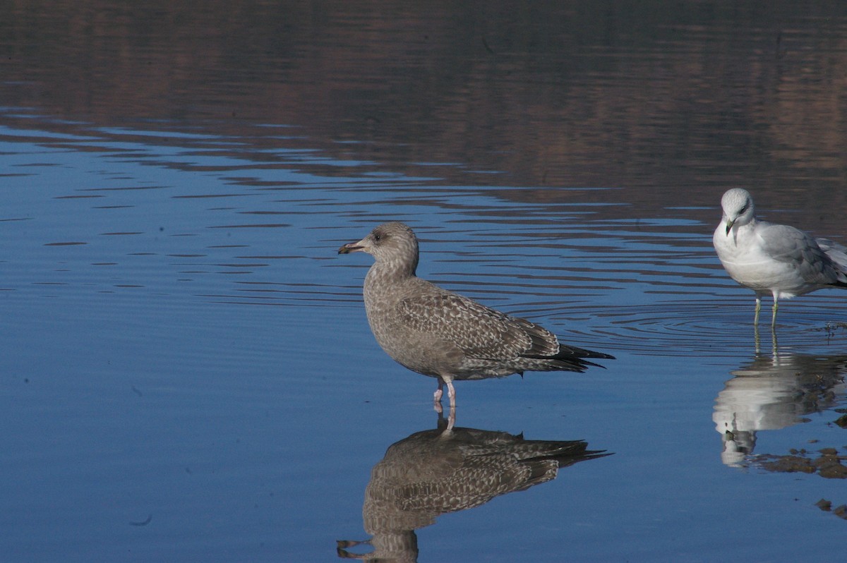 California Gull - ML645687126