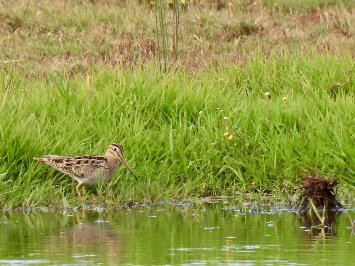 Latham's Snipe - ML645687134