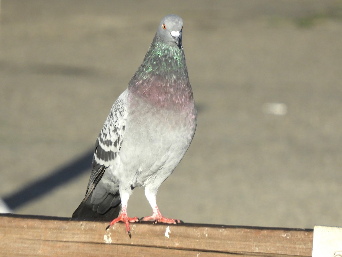 Kaya Güvercini (evcil tip) - ML645687135