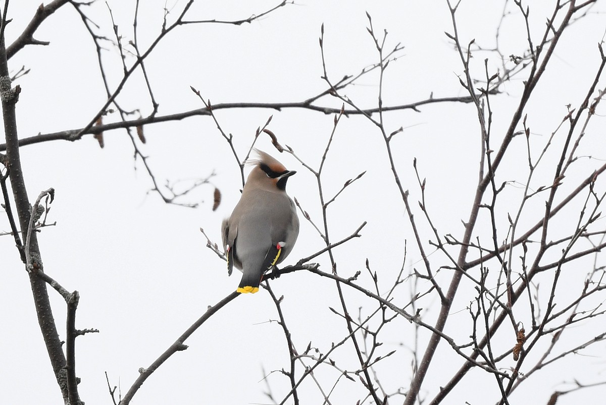 Buztanori boreala - ML645687142