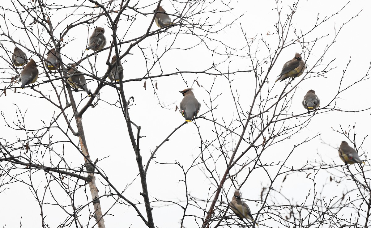 Buztanori boreala - ML645687143