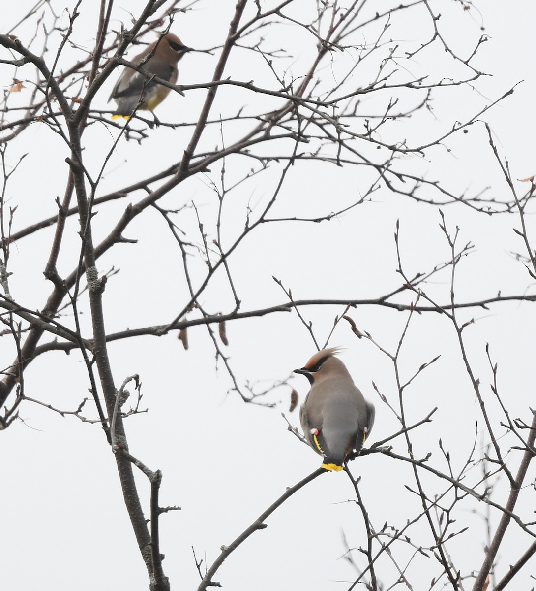 Buztanori boreala - ML645687144