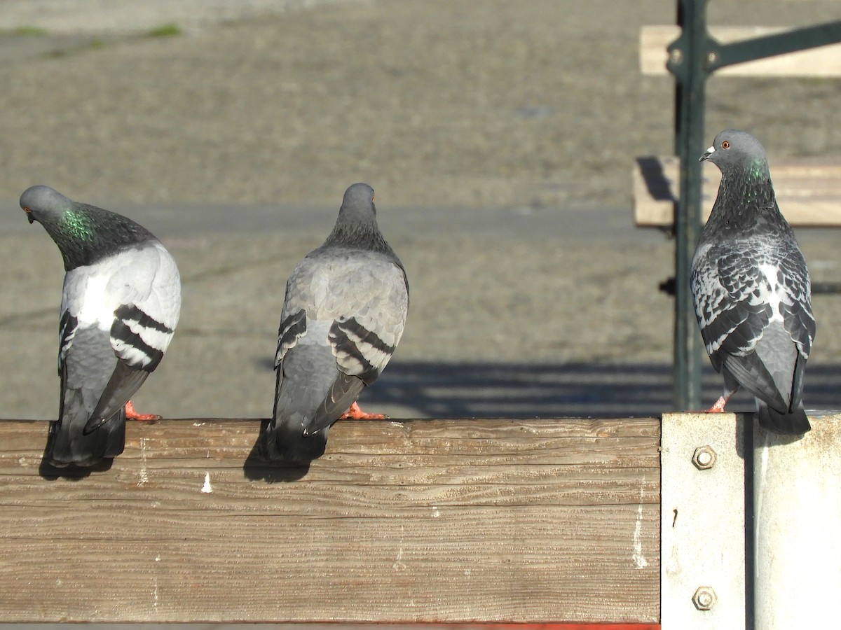 Kaya Güvercini (evcil tip) - ML645687149