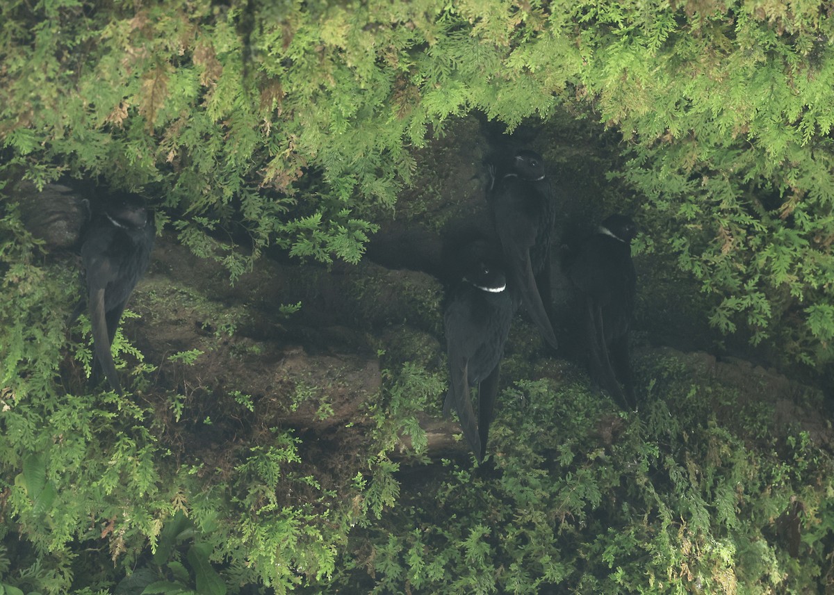 Halsbandsegler - ML645687158