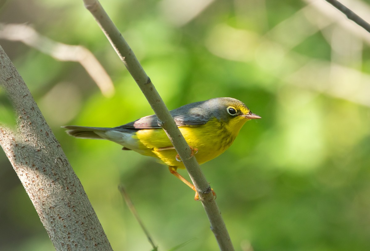 Reinita Canadiense - ML645687168