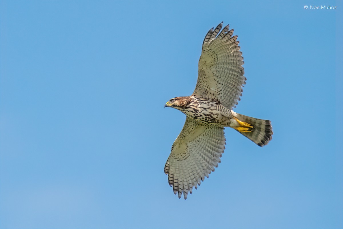 Gray Hawk - ML645687169