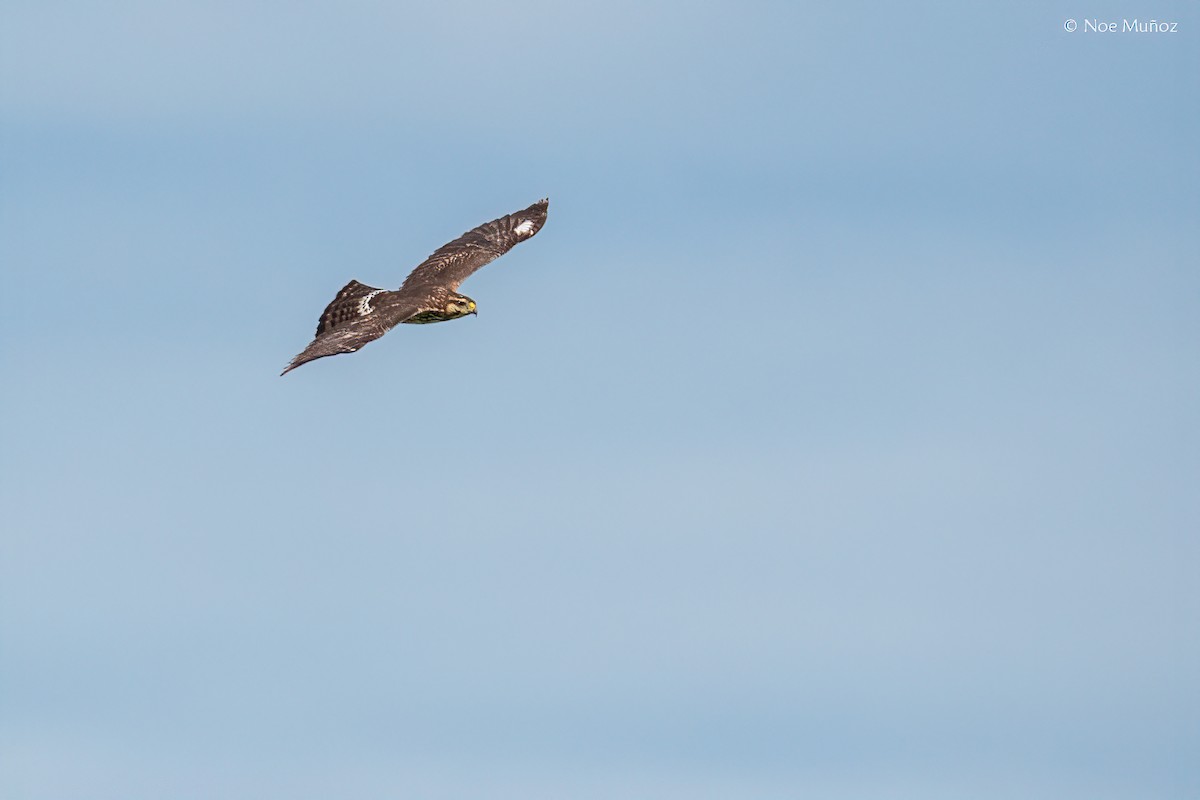 Gray Hawk - ML645687172