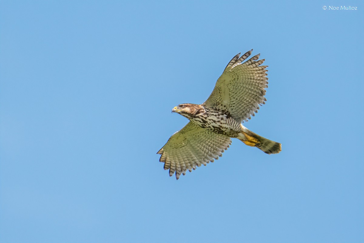 Gray Hawk - ML645687173