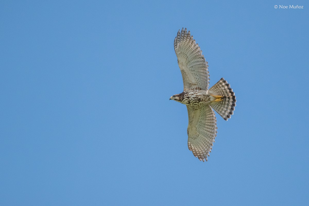 Gray Hawk - ML645687174