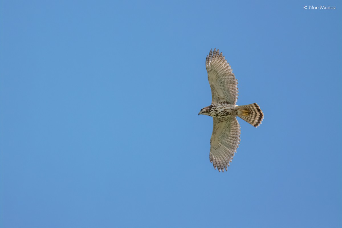 Gray Hawk - ML645687175