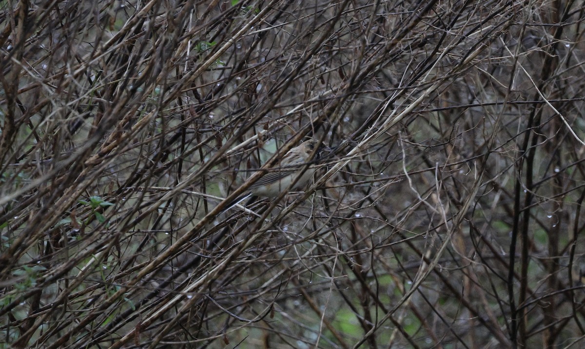 Pallas's Bunting - ML645687177