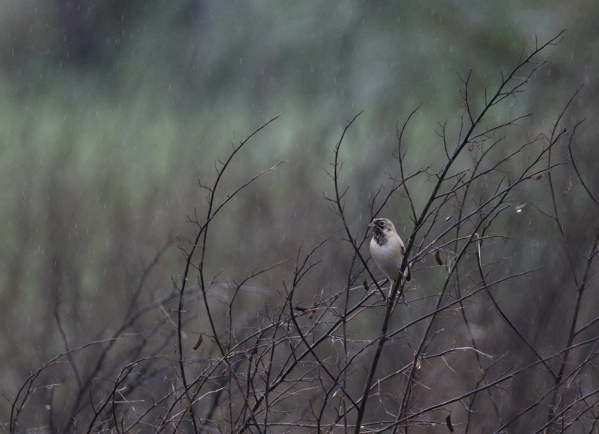 Pallas's Bunting - ML645687178