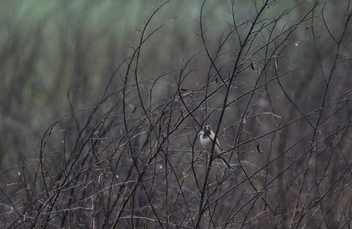 Pallas's Bunting - ML645687179