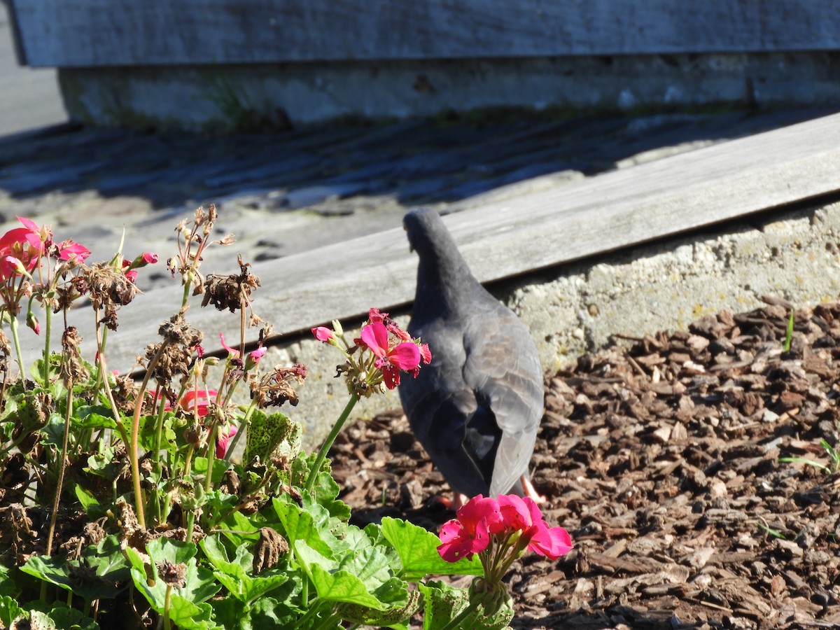 Kaya Güvercini (evcil tip) - ML645687181