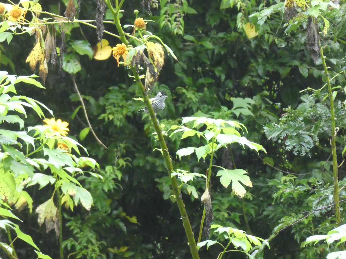Batará Barrado - ML645687183
