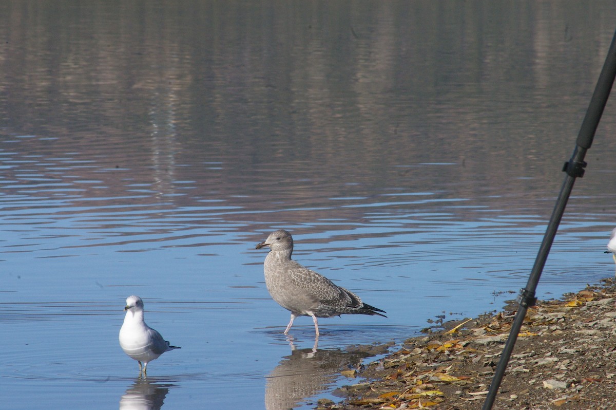 California Gull - ML645687189