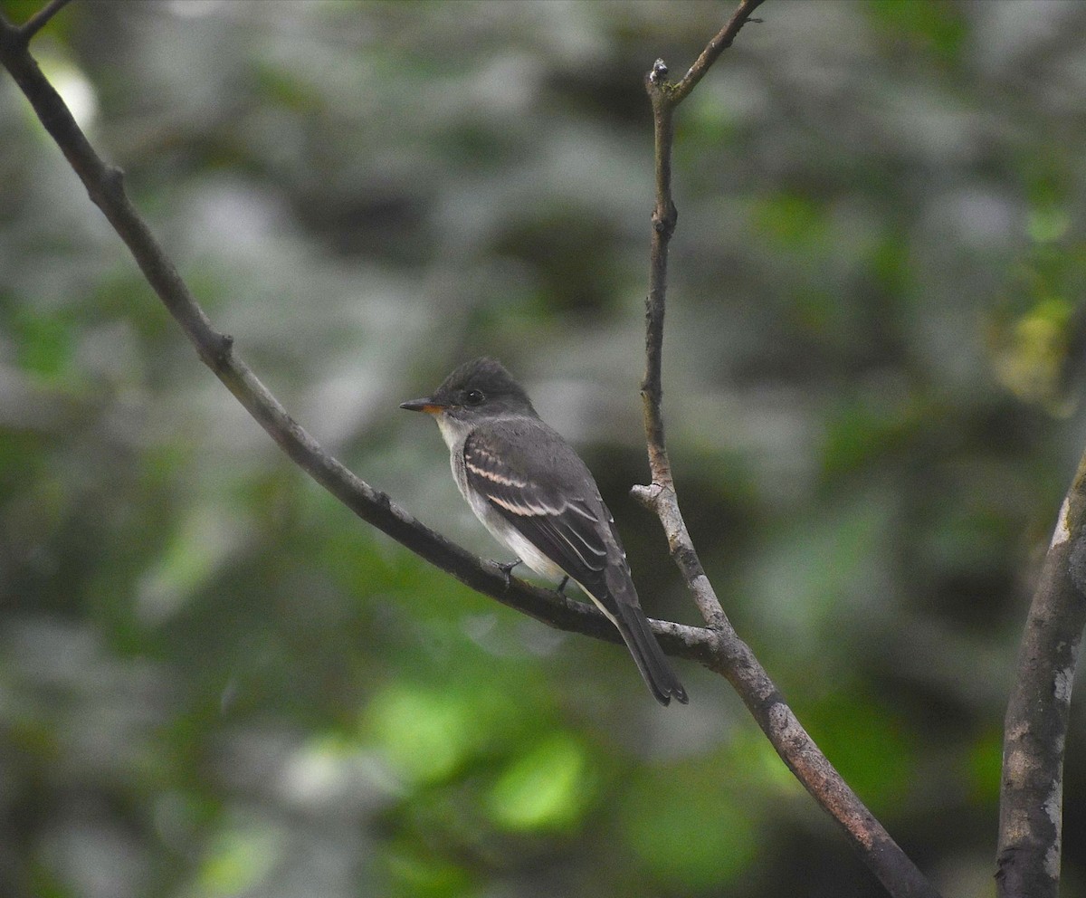 モリタイランチョウ - ML645687201