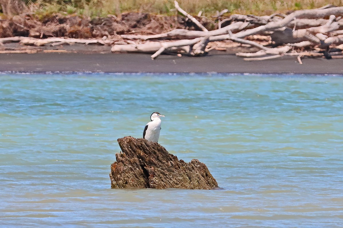 kormorán pestrý - ML645687202