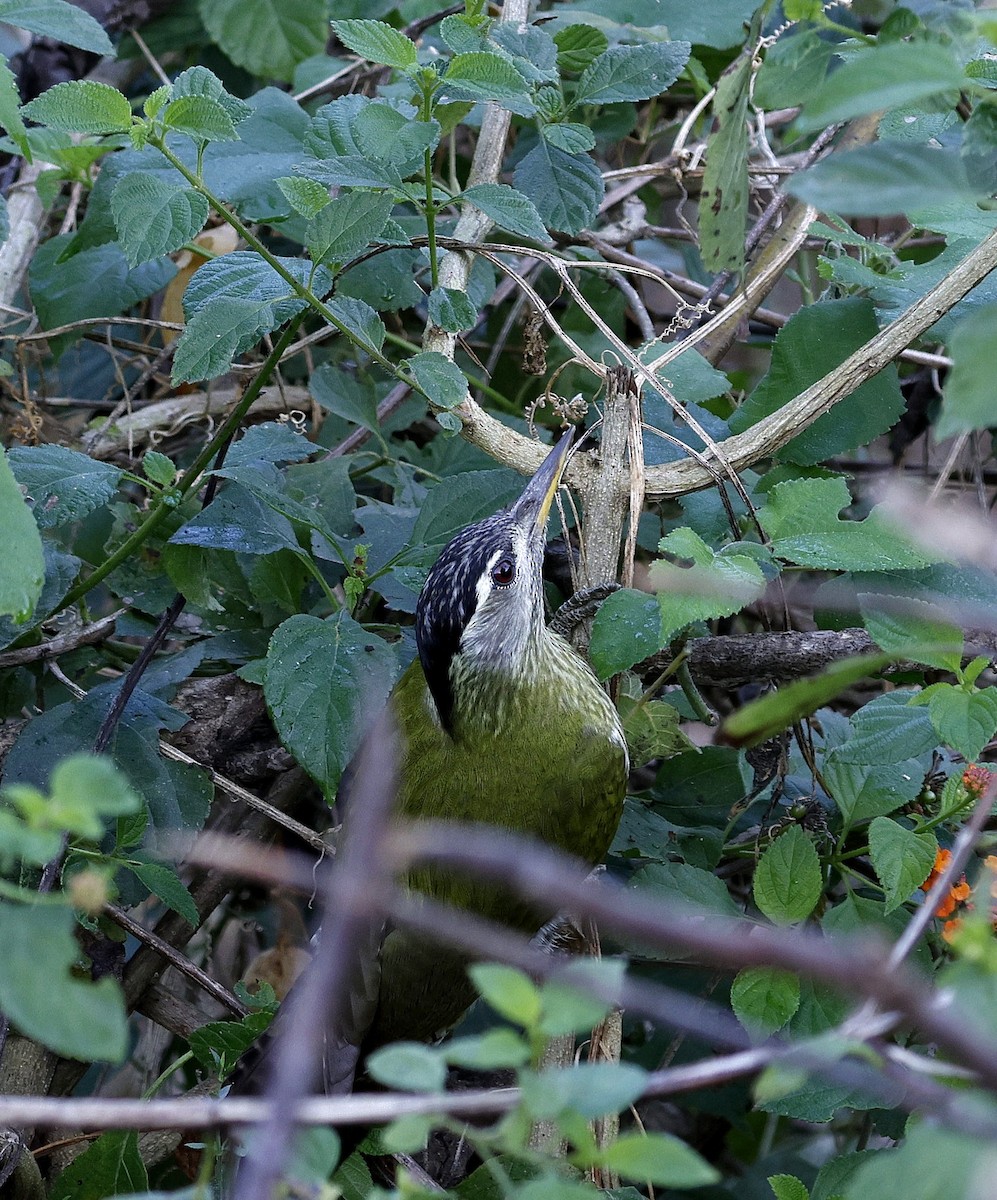 Streak-throated Woodpecker - ML645687204